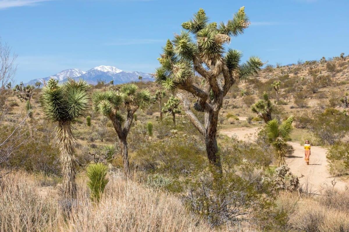 The Bungalows By Homestead Modern Joshua Tree Zewnętrze zdjęcie