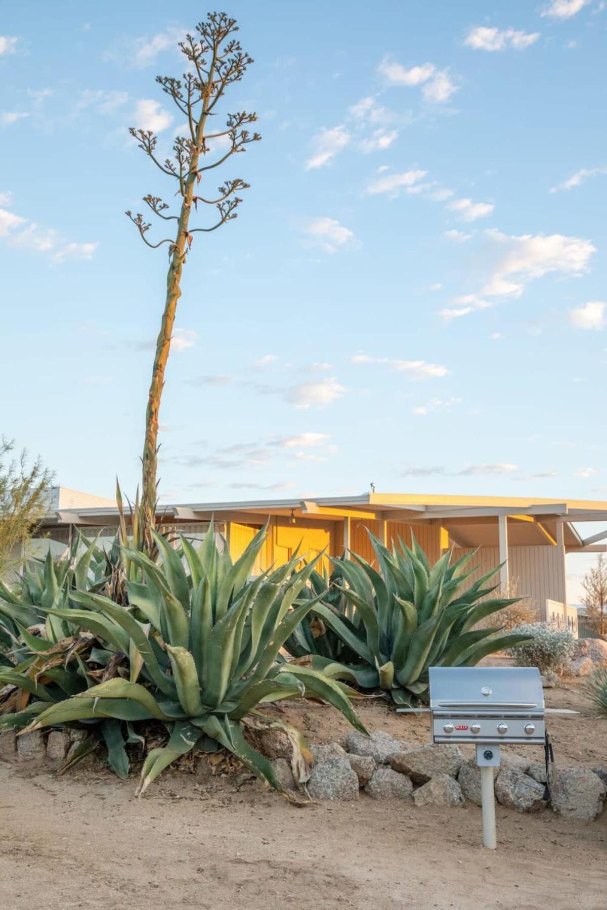 The Bungalows By Homestead Modern Joshua Tree Zewnętrze zdjęcie